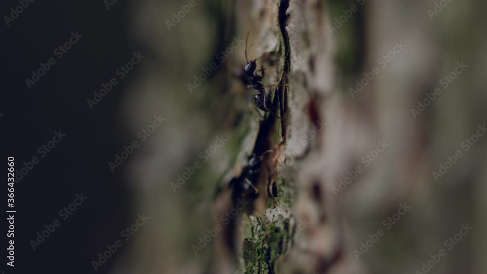 Interesting ants moving on the tree trunks and close view of ants in a vertically route. Interesting ants moving on the tree trunks and close view of ants in a vertically route.