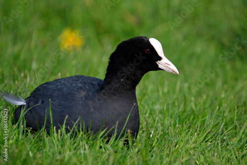 Coot relaxing on the grassy bank of a lake
