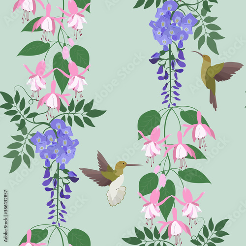 Blooming wisteria,fuchsia and hummingbirds on a green background.