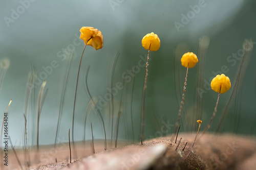 Fototapeta Naklejka Na Ścianę i Meble -  Little Fungus on Dry Leaf