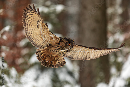 Eurasian eagle-owl (Bubo bubo) flies in the winter forest full of snow