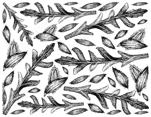 Vegetable Salad, Illustration of Hand Drawn Sketch Arugula or Rocket Salad and Cumin Seeds Isolated on White Background.
