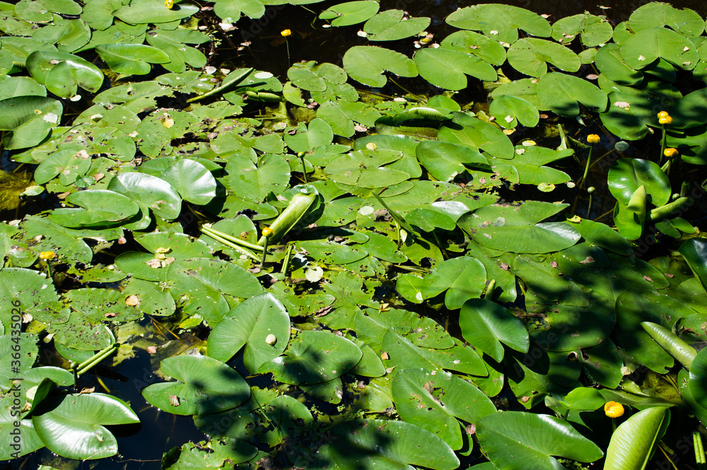 yellow water lilies leaves in the pond yellow water lilies leaves in the pond