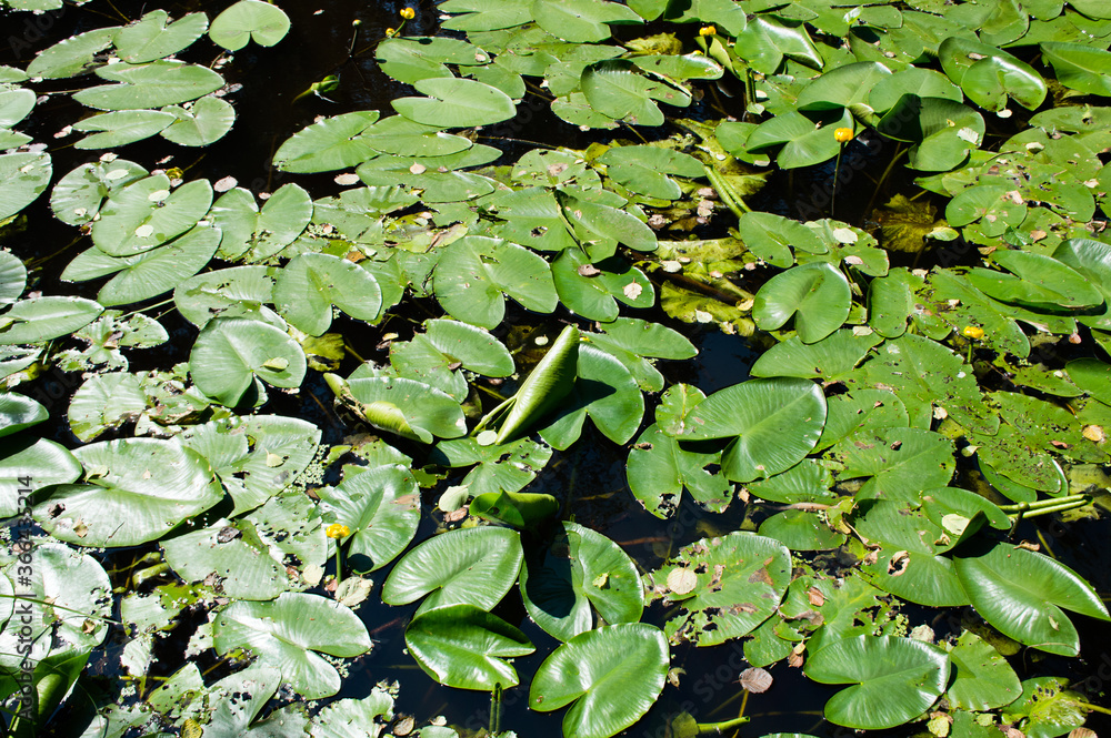 yellow water lilies leaves in the pond yellow water lilies leaves in the pond