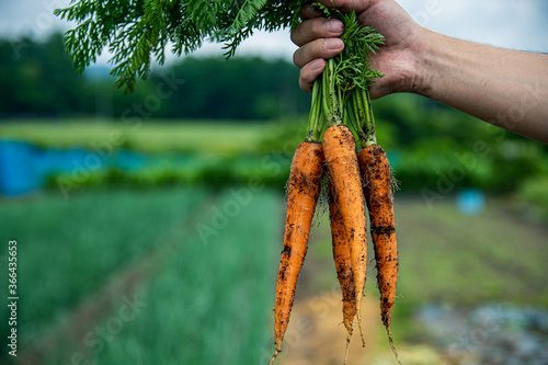 Bunch of fresh carrots in man’s hands.Organic carrots in early morning.