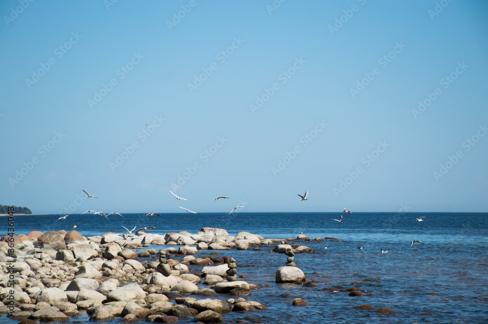 seagulls on the bay beach