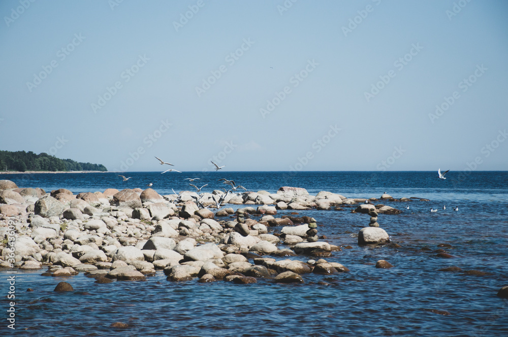 seagulls on the bay beach