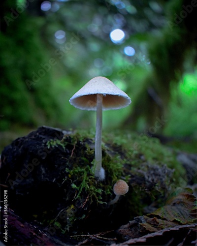 Perfect mushroom