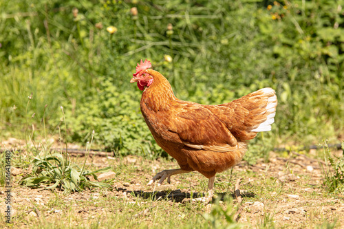 Red-headed laying hen free i
