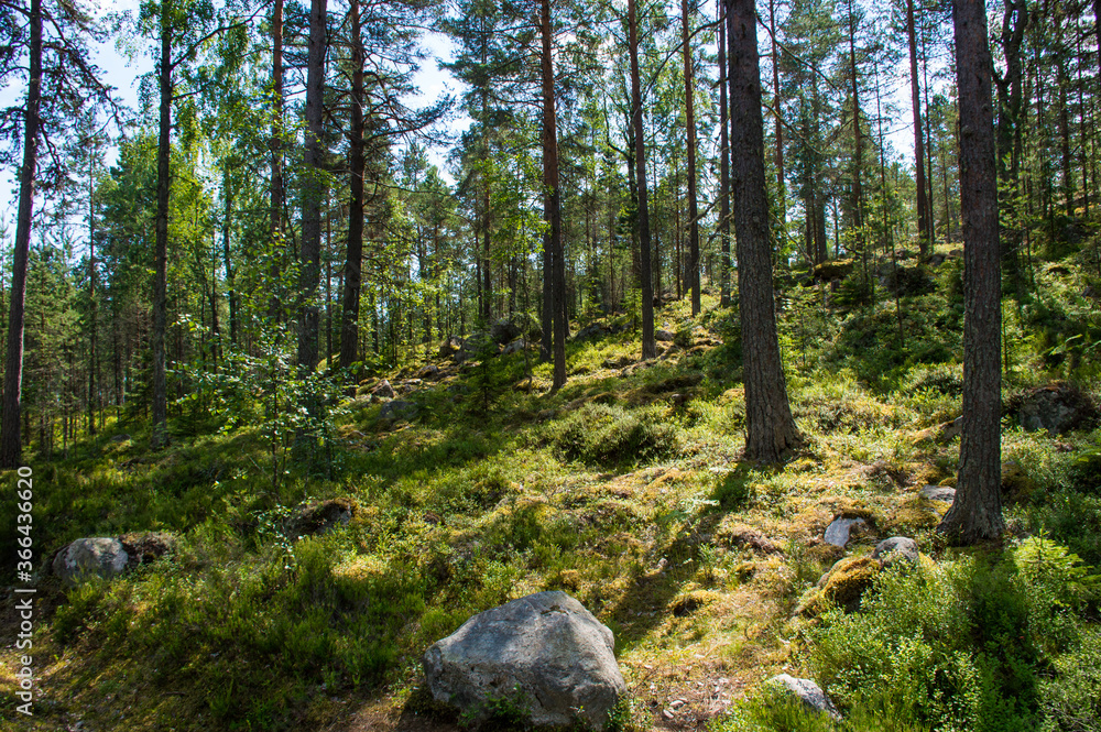 green forest in the morning green forest in the morning