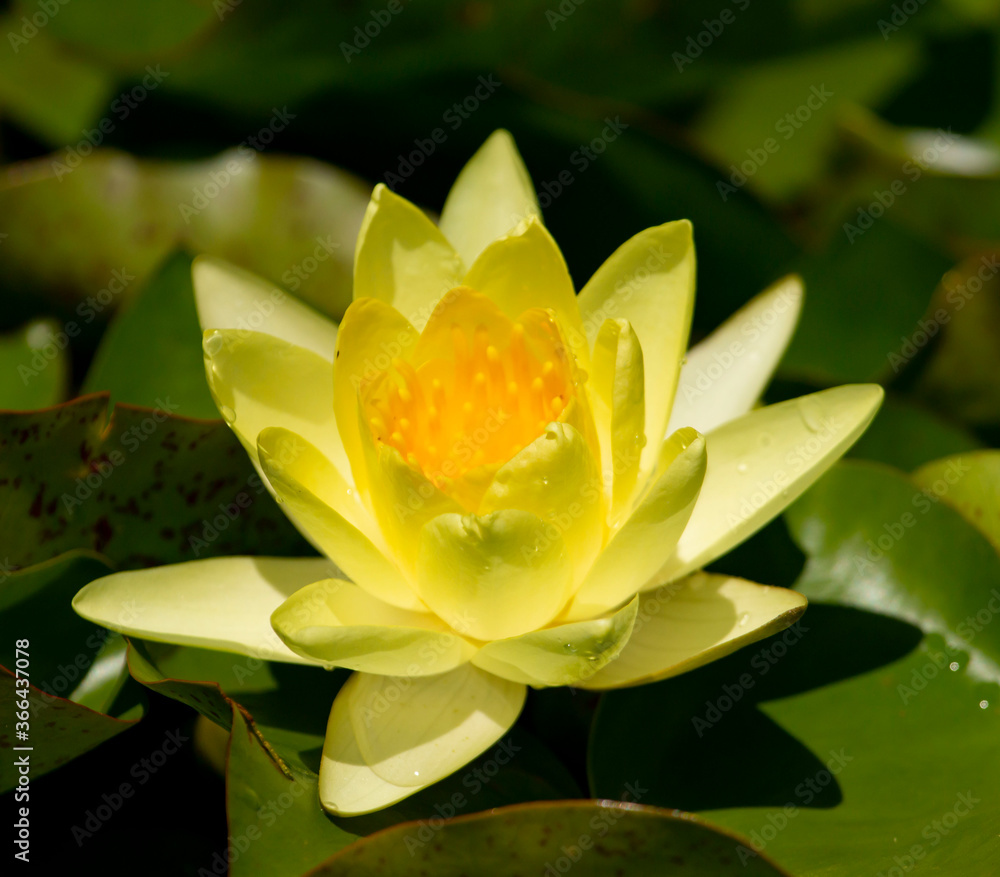 yellow water lily flower in the pond