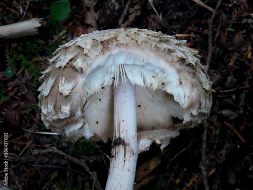 Shaggy mane with bite marks