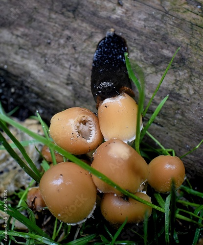 Slug having some lunch