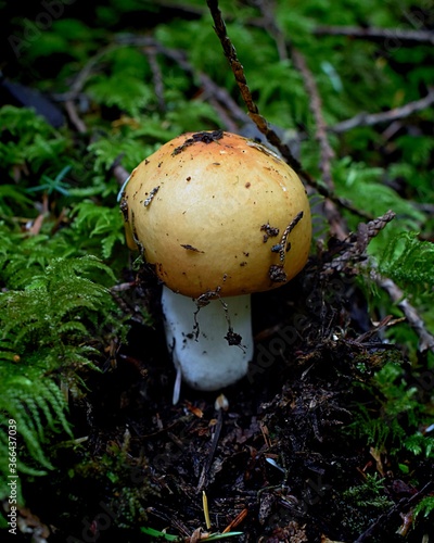 Amanita