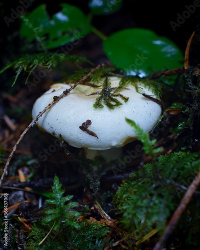 White Mushroom hidden away