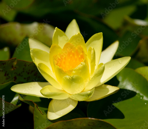 yellow water lily flower in the pond