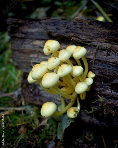 Group of yellow guys