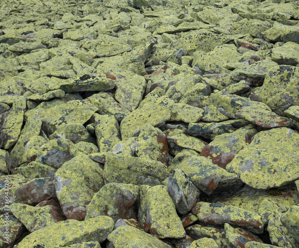  lichen on a stones in the mountains