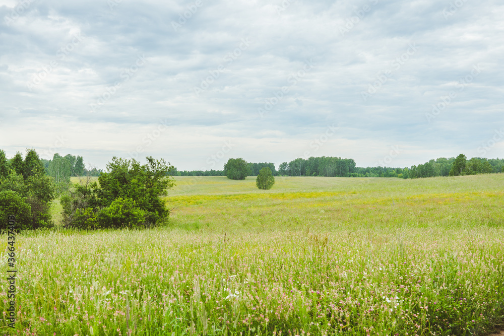 Green summer field. Summer landscape. Green summer field. Summer landscape.