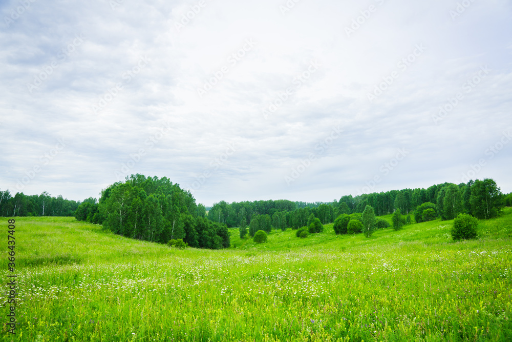 Obraz premium Green summer field. Summer landscape.