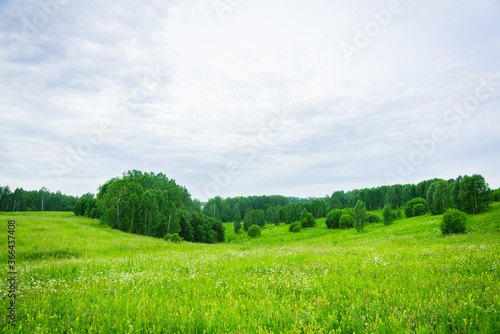 Green summer field. Summer landscape.