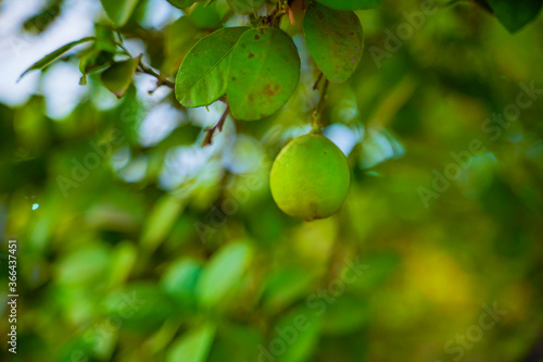 Lime tree with fruits closeup
