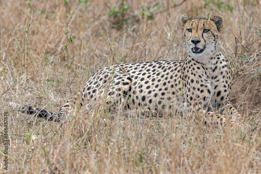 Cheetah Cheetah