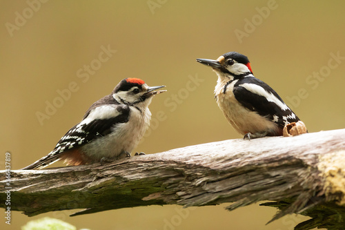 femaleGreat spotted woodpecker Dendrocopos major females young male on old a trunk © michal
