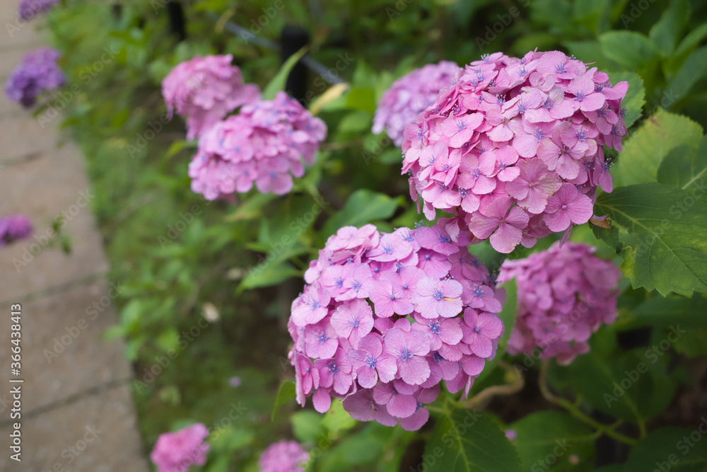 紫陽花の咲く千葉「本土寺」の景色 紫陽花の咲く千葉「本土寺」の景色