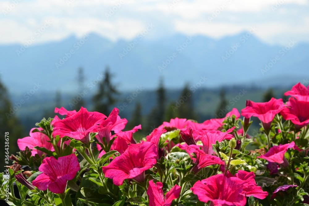 Fototapeta premium Pink Petunia flowers with blurred mountains view. Tatra Mountains, Poland.