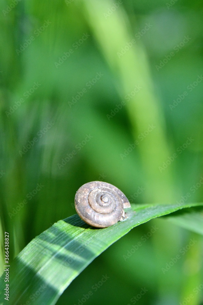 Helix pomatia (common names the Roman snail, Burgundy snail, edible snail or escargot) on the green grass leaf. Closeup photo Helix pomatia (common names the Roman snail, Burgundy snail, edible snail or escargot) on the green grass leaf. Closeup photo