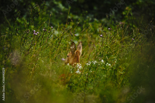 Young deer in high grass © Till
