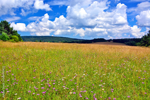 Blooming meadow with flowers in summer sunny day and dramatic blue sky with white clouds