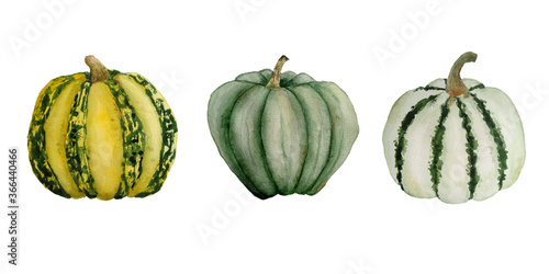 Watercolor hand drawn illustration template elemnts with green yellow striped pumpkins, organic farmers food ingridient. Halloween thanksgiving celebration design. Decoration autumn fall harvest label photo