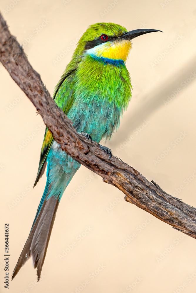 Obraz premium Swallow-tailed Bee-eater