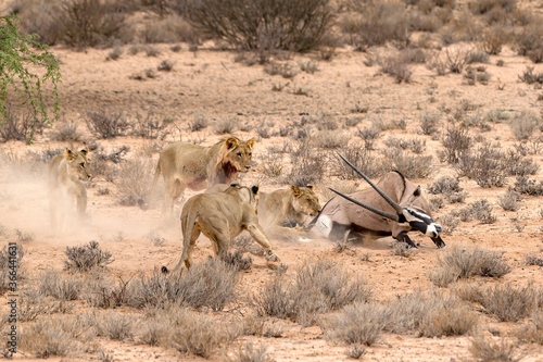 Lions hunting Oryx