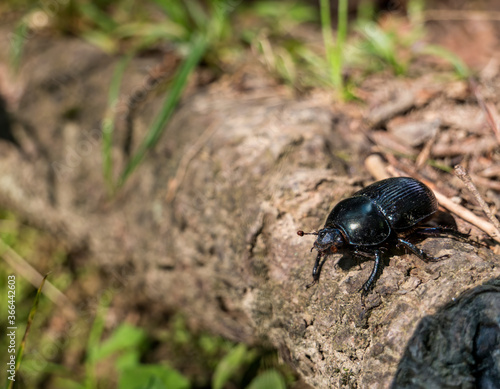 Mountain pine beetle in the Bucegi mountains, Romania. © Cristi