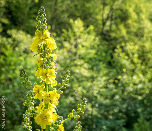 Canvas Print Agrimonia eupatoria yellow flower with small bokeh lights as background