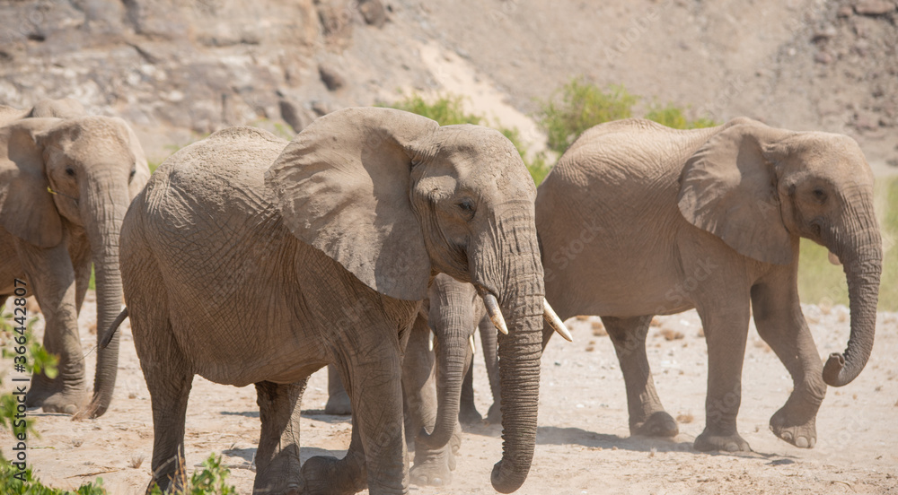 Fototapeta premium Elefanten im Etosha National Park Namibia Südafrika