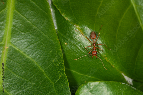 Close up macro red ant on green leaf on nature at thailand © pumppump
