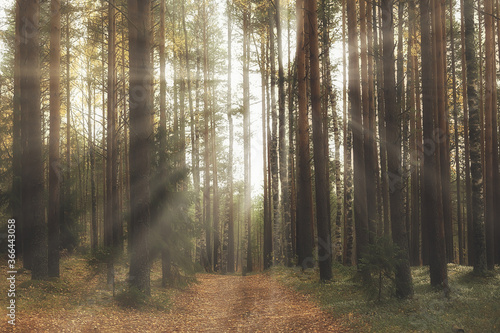 autumn landscape background  sun rays in the forest  park  trees seasonal view October