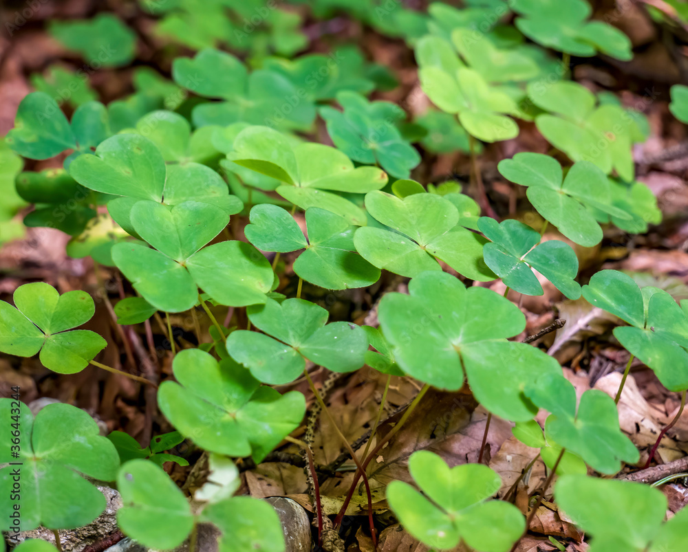 Selective focus clover leaves background. Selective focus clover leaves background.