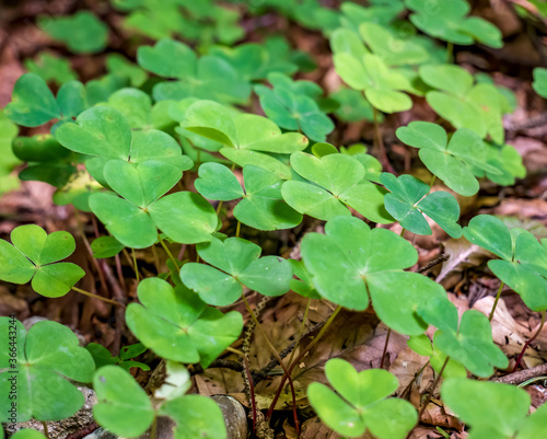 Selective focus clover leaves background.