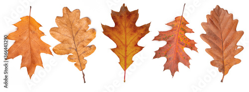 Set of dry oak autumn leaves.