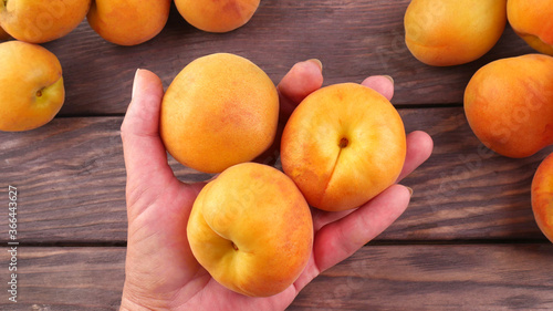 A female hand holds three large apricots in the palm on a blurred background of other apricot fruits on a wooden table.