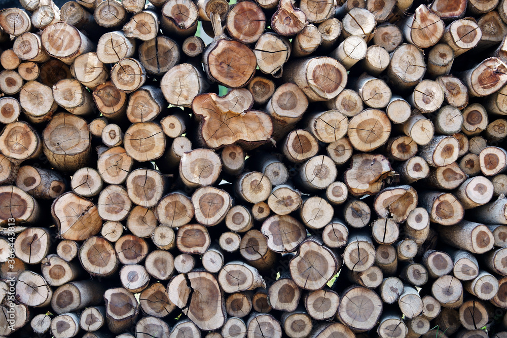 log trunks pile log trunks pile