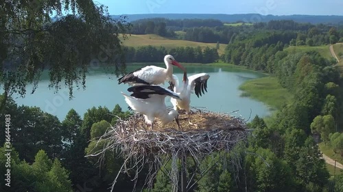 Gniazdo bocianów z widokiem na jezioro. Nauka latania i  karmienie bocianów photo