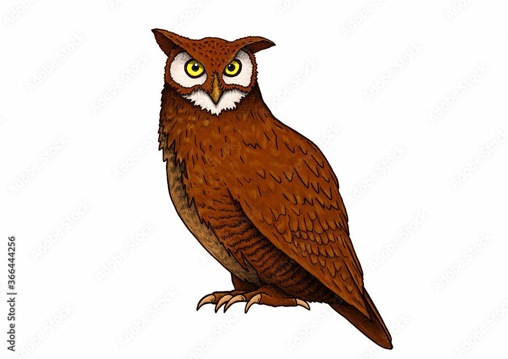 owl on a white background illustration owl on a white background illustration