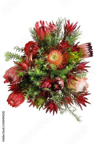 Bouquet of Protea Flowers with white background