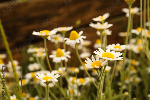 Beautiful chamomile flowers growing outdoors, closeup view